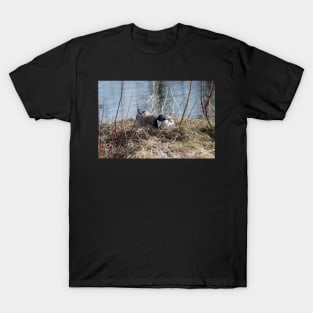 Canada Geese Nesting. T-Shirt